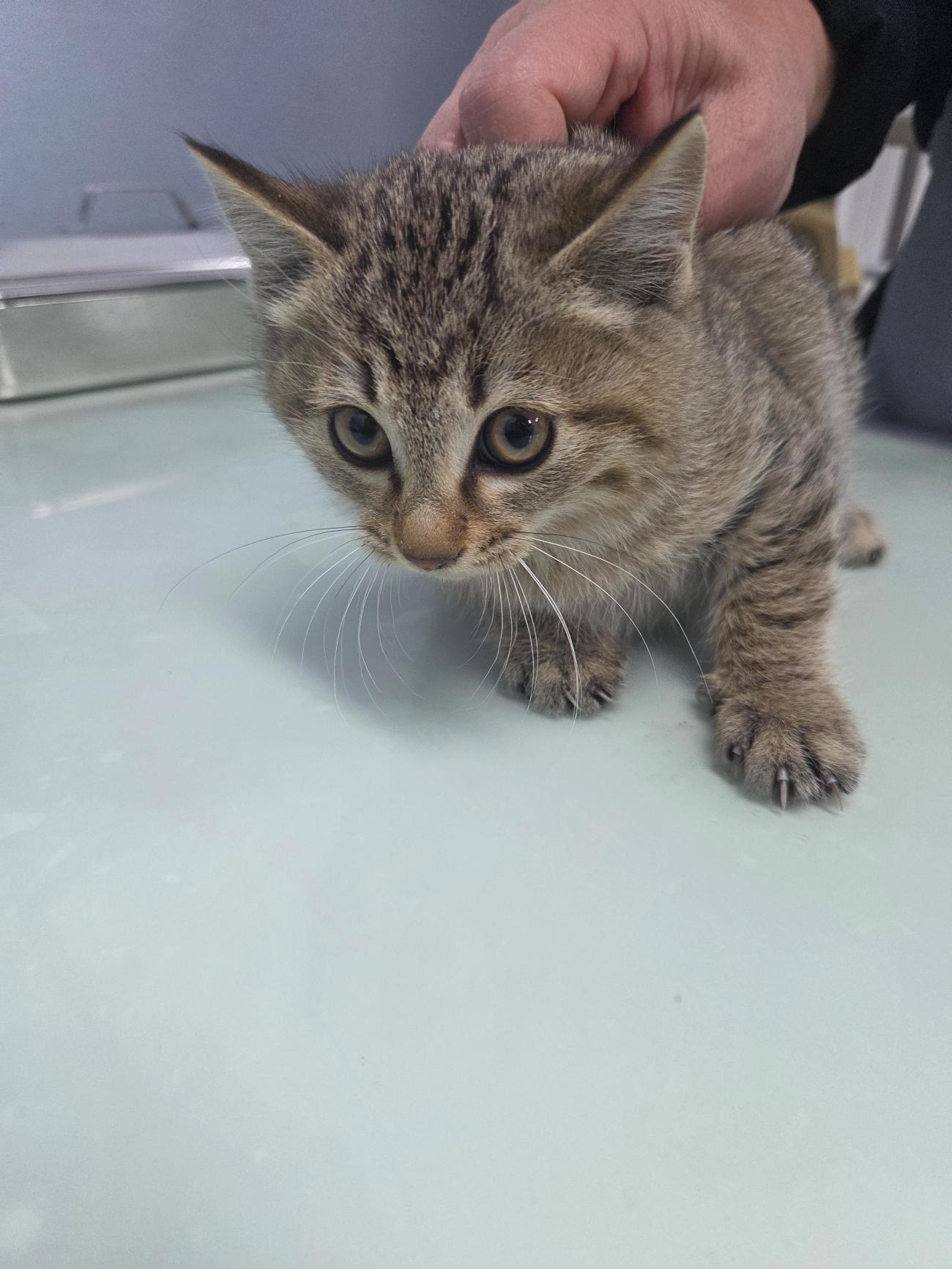 보호중 한국 고양이…